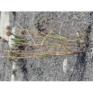 Sesleria sphaerocephala Ard.