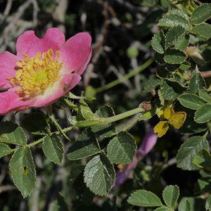 Photographie n°2441104 du taxon Rosa rubiginosa L. [1771]