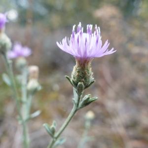 Photographie n°2441113 du taxon Centaurea paniculata L. [1753]