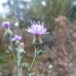 Photographie n°2441114 du taxon Centaurea paniculata L. [1753]