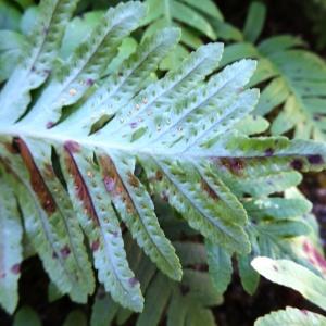 Photographie n°2441133 du taxon Polypodium cambricum L. [1753]