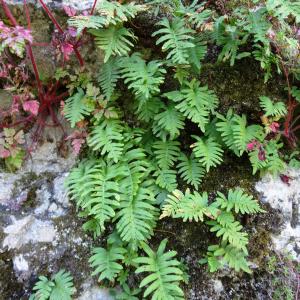 Photographie n°2441135 du taxon Polypodium cambricum L. [1753]