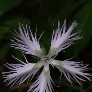 Photographie n°2441202 du taxon Dianthus hyssopifolius L.