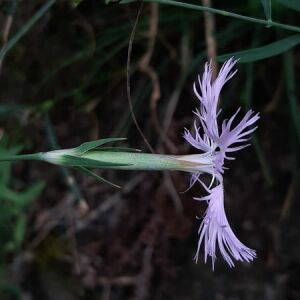 Photographie n°2441203 du taxon Dianthus hyssopifolius L.