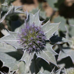 Photographie n°2441222 du taxon Eryngium maritimum L. [1753]