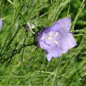  - Campanula persicifolia var. persicifolia