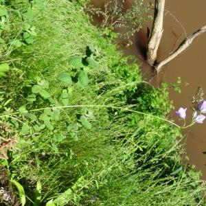  - Campanula persicifolia var. persicifolia