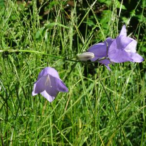 Photographie n°2441247 du taxon Campanula persicifolia var. persicifolia