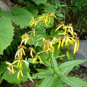 Photographie n°2441248 du taxon Senecio L. [1753]