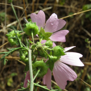 Photographie n°2441274 du taxon Malva moschata L. [1753]