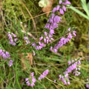 Photographie n°2441280 du taxon Calluna vulgaris (L.) Hull