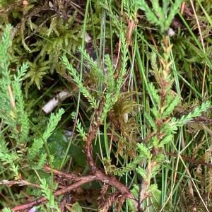 Photographie n°2441282 du taxon Calluna vulgaris (L.) Hull