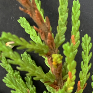 Photographie n°2441289 du taxon Calluna vulgaris (L.) Hull