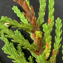  Liliane Roubaudi - Calluna vulgaris (L.) Hull