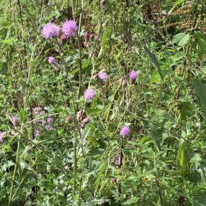 Photographie n°2441292 du taxon Cirsium arvense (L.) Scop. [1772]
