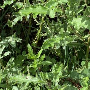 Photographie n°2441294 du taxon Cirsium arvense (L.) Scop. [1772]
