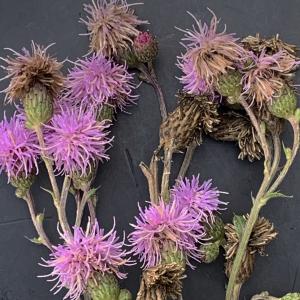 Photographie n°2441299 du taxon Cirsium arvense (L.) Scop. [1772]