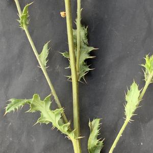 Photographie n°2441301 du taxon Cirsium arvense (L.) Scop. [1772]