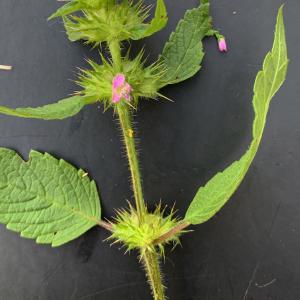 Photographie n°2441304 du taxon Galeopsis ladanum L. [1753]