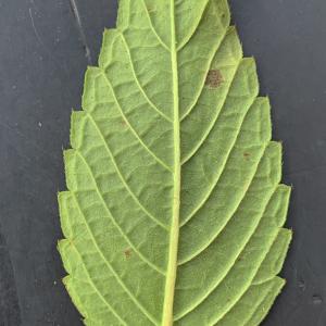 Photographie n°2441306 du taxon Galeopsis ladanum L. [1753]