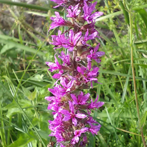 Photographie n°2441337 du taxon Lythrum salicaria L.