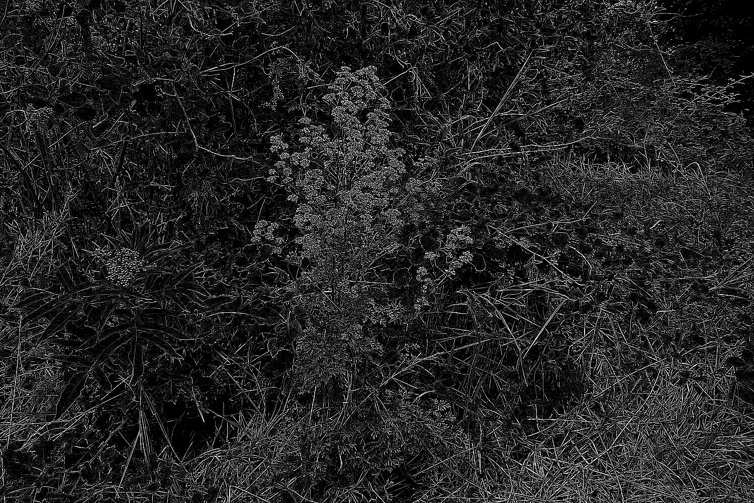 Photographie n°2441361 du taxon Xanthoselinum alsaticum subsp. alsaticum