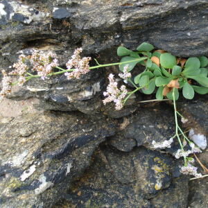 Photographie n°2441405 du taxon Limonium dodartii (Girard) Kuntze [1891]