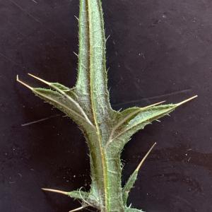 Photographie n°2441411 du taxon Cirsium vulgare (Savi) Ten. [1838]
