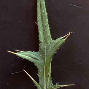 Photographie n°2441421 du taxon Cirsium vulgare (Savi) Ten. [1838]