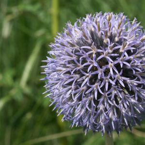  - Echinops bannaticus Rochel ex Schrad.