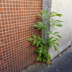 Photographie n°2441471 du taxon Sambucus nigra L.