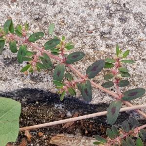 Photographie n°2441476 du taxon Euphorbia maculata L.