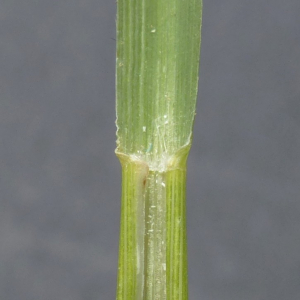 Photographie n°2441534 du taxon Molinia caerulea subsp. arundinacea (Schrank) K.Richt. [1890]