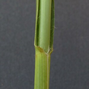 Photographie n°2441535 du taxon Molinia caerulea subsp. arundinacea (Schrank) K.Richt. [1890]