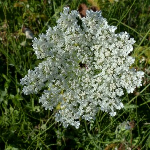 Photographie n°2441549 du taxon Daucus carota subsp. carota