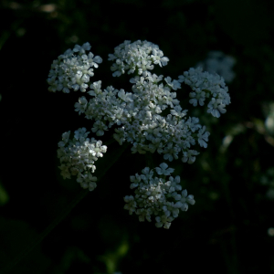 Photographie n°2441564 du taxon Torilis arvensis (Huds.) Link [1821]