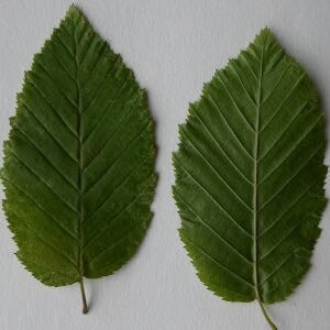 Photographie n°2441605 du taxon Carpinus betulus L. [1753]