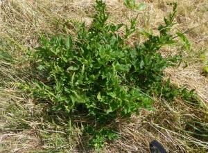 Gentia, le 13 août 2020 (Villard-de-Lans (Les Glovettes   ))