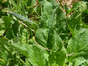 Gentia, le 13 août 2020 (Villard-de-Lans (Les Glovettes   ))