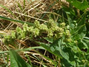 Gentia, le 13 août 2020 (Villard-de-Lans (Les Glovettes   ))