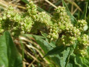 Gentia, le 13 août 2020 (Villard-de-Lans (Les Glovettes   ))