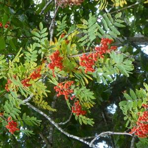 Photographie n°2441632 du taxon Sorbus aucuparia L.