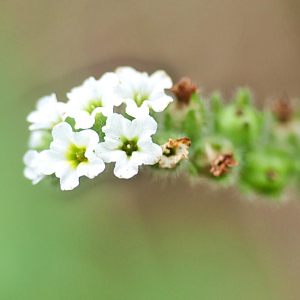 Photographie n°2441664 du taxon Heliotropium europaeum L. [1753]