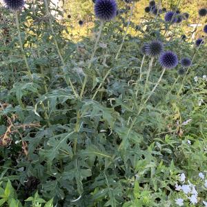 Photographie n°2441681 du taxon Echinops ritro L. [1753]