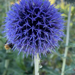 Photographie n°2441687 du taxon Echinops ritro L. [1753]