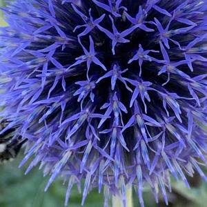 Photographie n°2441688 du taxon Echinops ritro L. [1753]