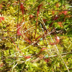 Photographie n°2441769 du taxon Drosera anglica Huds. [1778]