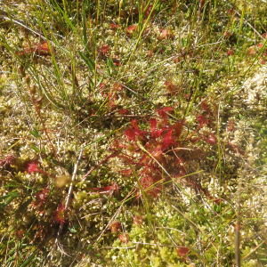 Photographie n°2441770 du taxon Drosera anglica Huds. [1778]