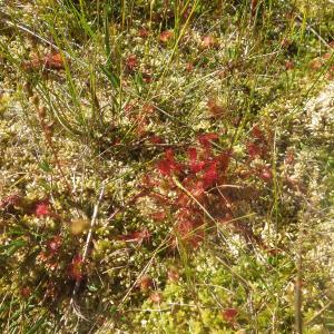 Photographie n°2441772 du taxon Drosera anglica Huds. [1778]