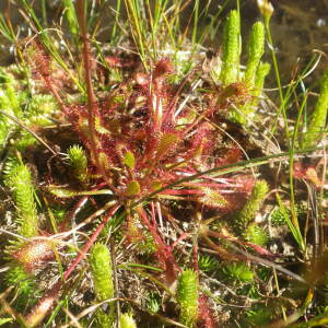 Photographie n°2441773 du taxon Drosera anglica Huds. [1778]